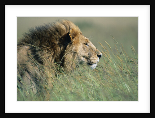Male Lion Resting in Grass by Anonymous