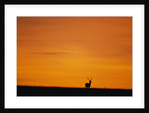 Impala Silhouette at Sunrise by Anonymous