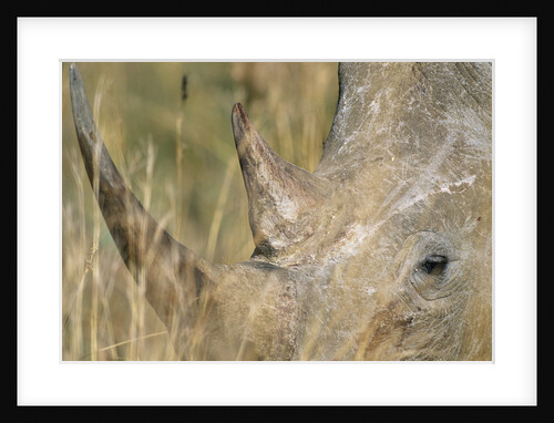 White Rhinoceros by Anonymous