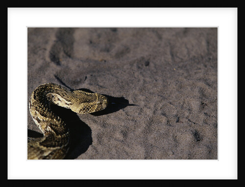 Puff Adder on Sand by Anonymous