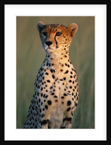 Cheetah Sitting in Grass by Anonymous