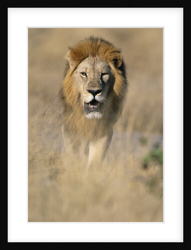 Male Lion Walking Through Grass by Anonymous
