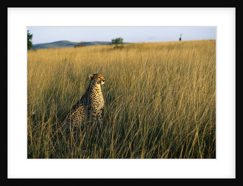 Cheetah Sitting in Tall Grass by Anonymous