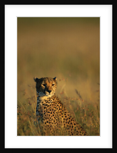 Cheetah Sitting in Tall Grass by Anonymous