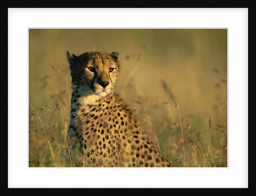 Cheetah Sitting in Tall Grass by Anonymous