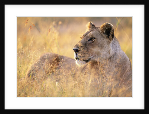 Lioness Resting on Savanna by Anonymous