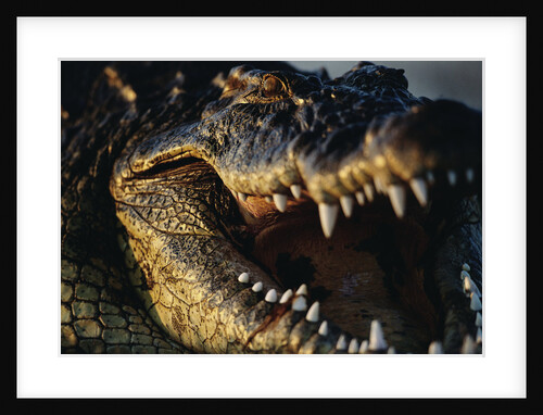 Nile Crocodile with Open Mouth by Anonymous