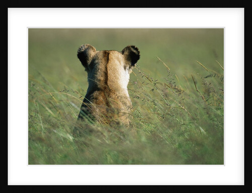 Lioness Sitting in Tall Grass by Anonymous