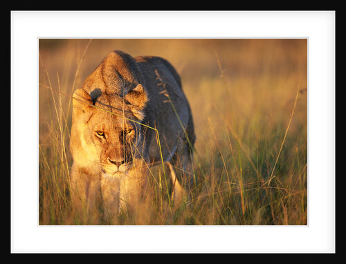 Lioness Walking Through Grass by Anonymous