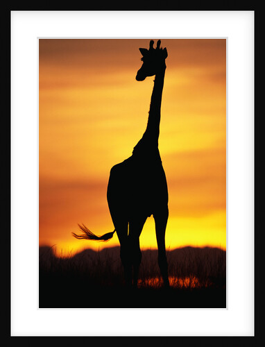 Giraffe Silhouetted at Sunset by Anonymous