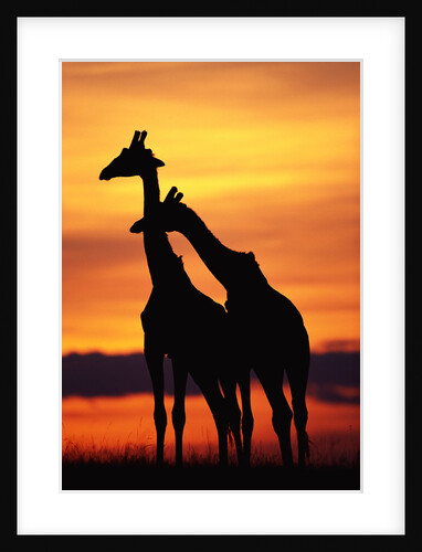 Giraffes Silhouettes at Sunset by Anonymous