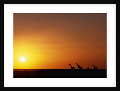 Giraffe Herd at Sunset by Anonymous