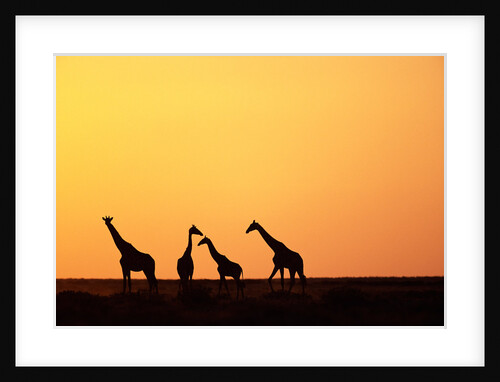 Giraffe Herd at Sunset by Anonymous