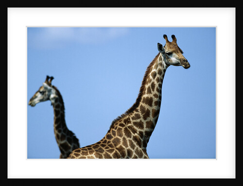 Two Giraffes Under Blue Sky by Anonymous