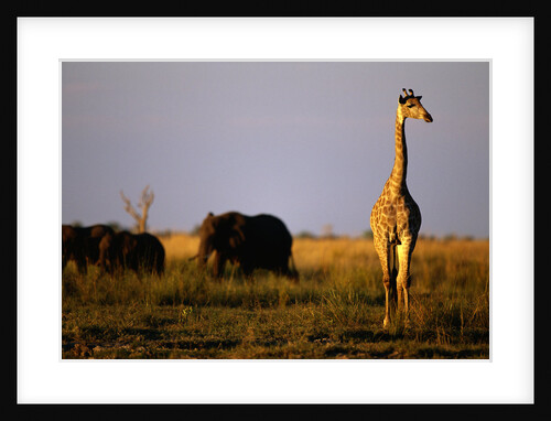 Giraffe Standing Near Elephant Herd by Anonymous