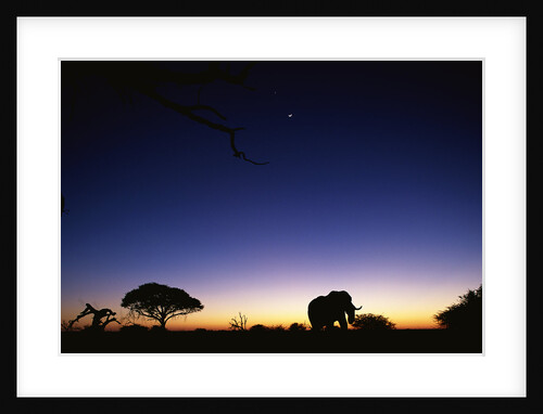 Elephant Walking Along Savuti Marsh at Dawn by Anonymous