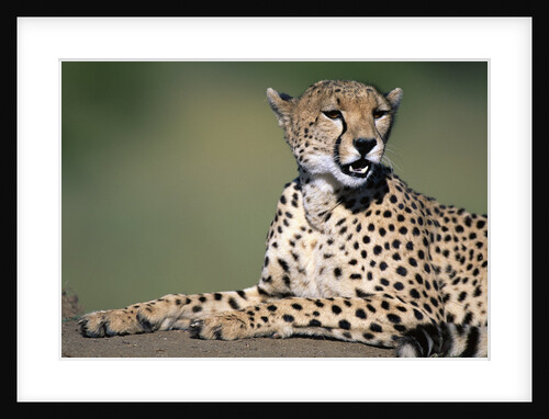 Cheetah Lying on Dirt Mound by Anonymous