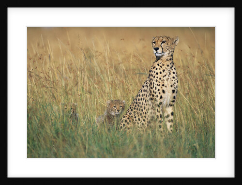 Cheetah with Cubs in Tall Grass by Anonymous