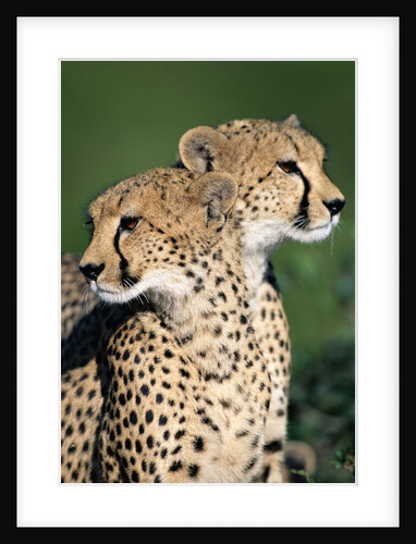 Two Cheetahs by Anonymous