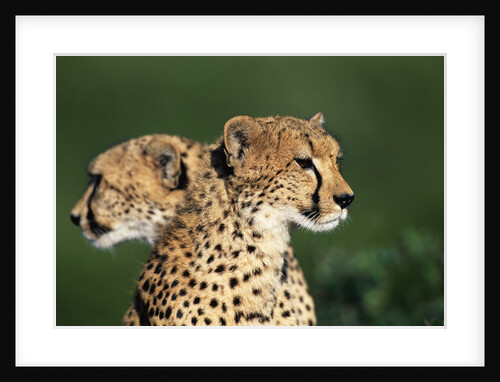 Two Cheetahs by Anonymous
