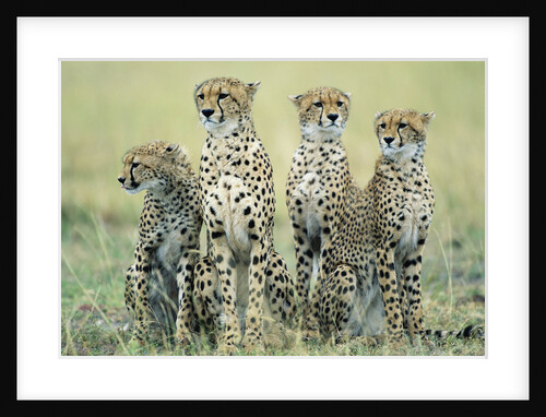 Four Cheetahs by Anonymous