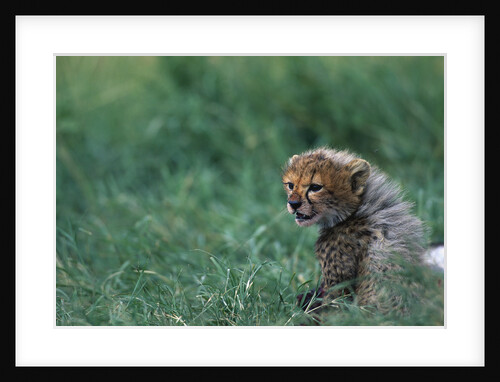Cheetah Cub Lying in Grass by Anonymous