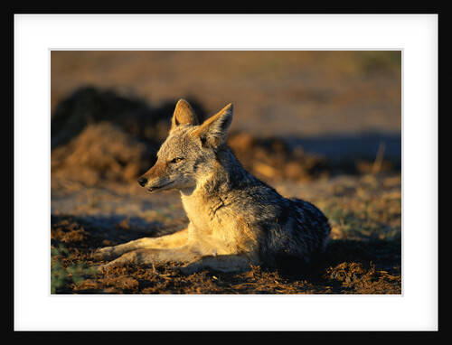 Blackbacked Jackal at Dawn by Anonymous