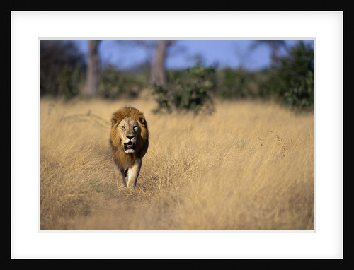 Lion Walking Through Grass by Anonymous