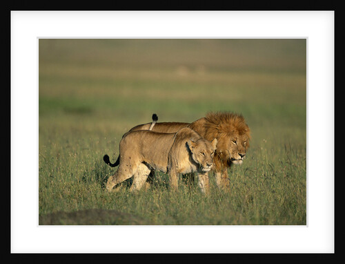 Male and Female Lion in Grass by Anonymous