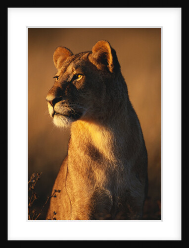 Female Lion by Anonymous