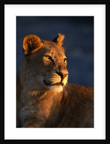 Female Lion by Anonymous