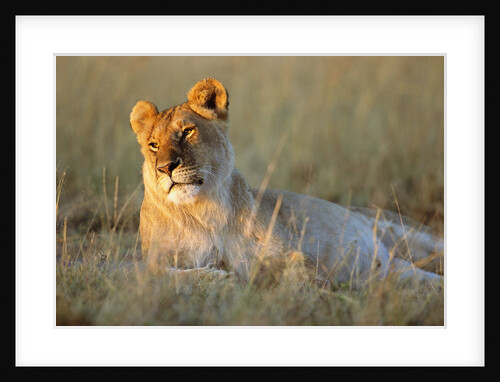 Female Lion Resting by Anonymous