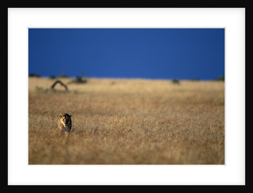 Lone Lioness in Savanna by Anonymous