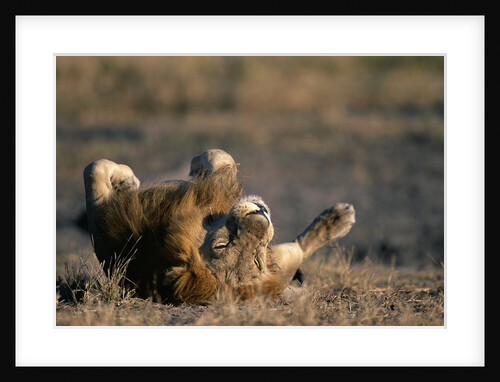Lion Resting on Back by Anonymous