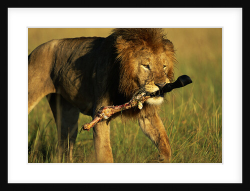 Lion with Wildebeest Leg in Mouth by Anonymous