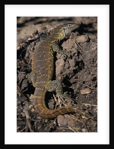 Nile Monitor Lizard by Anonymous
