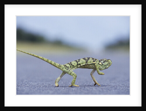 Flap-Necked Chameleon Runs Across a Road by Anonymous