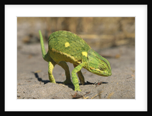 Flap-Necked Chameleon by Anonymous