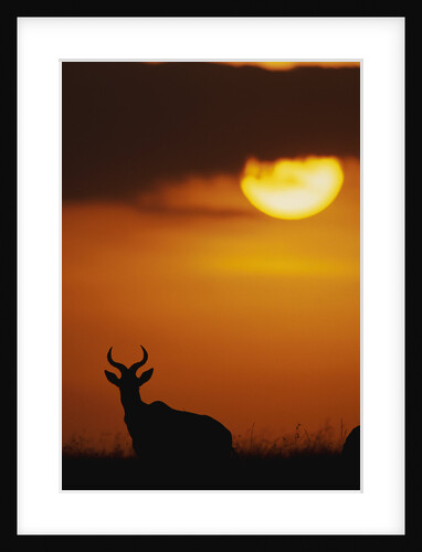 Topi Antelope Silhouette at Sunrise by Anonymous