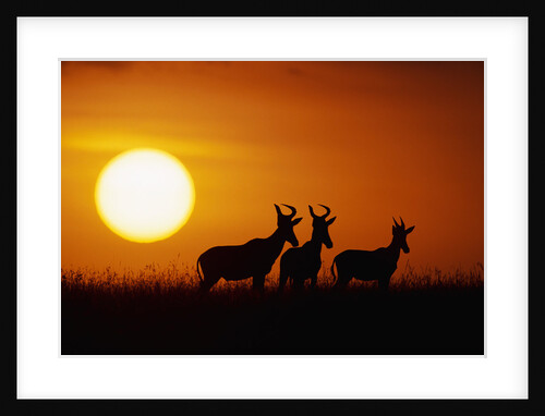Topi Antelope Silhouettes at Sunrise by Anonymous