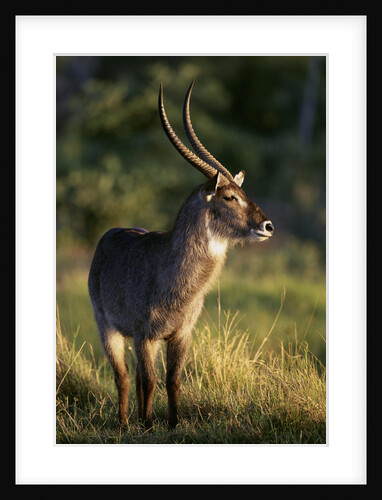Waterbuck Standing in Grass by Anonymous