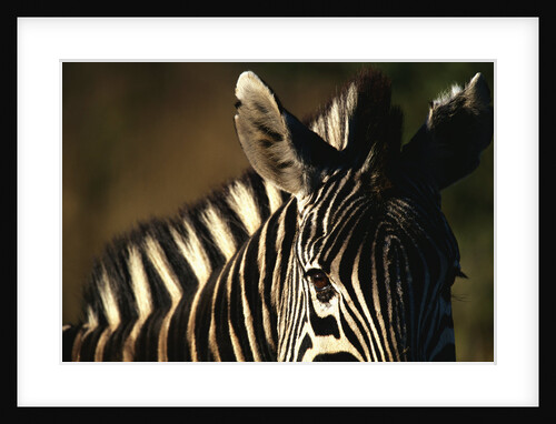 Close-up of Plains Zebra by Anonymous