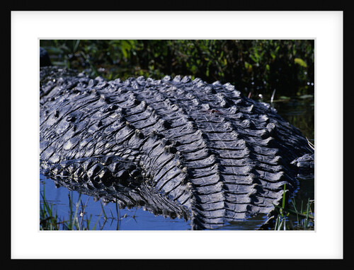 Nile Crocodile Resting in Khwai River by Anonymous