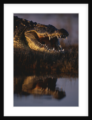 Nile Crocodile with Open Mouth by Anonymous