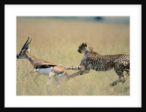 Cheetah Chasing Thomson's Gazelle by Anonymous
