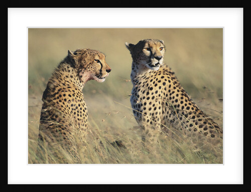 Cheetahs Devouring a Gazelle by Anonymous