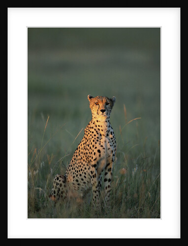 Cheetah Sitting in Grass by Anonymous