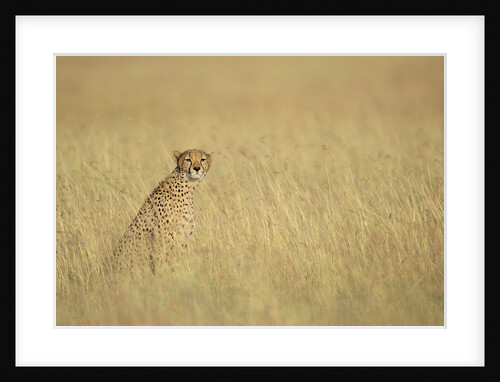 Cheetah Sitting in Grass by Anonymous