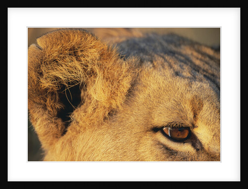 Close-up of Lion's Ear by Anonymous