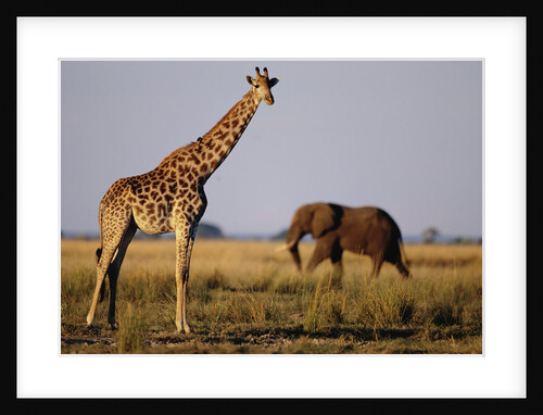 Giraffe and Elephant on the Savanna by Anonymous